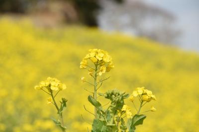 菜の花のマザー牧場