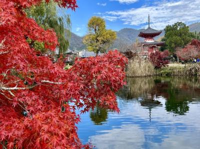 大阪に出張したので、②嵯峨の大覚寺で紅葉を楽しみました