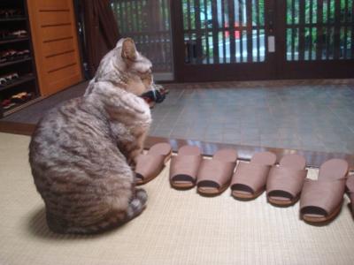 草津の中村屋旅館で、温泉三昧・猫三昧。