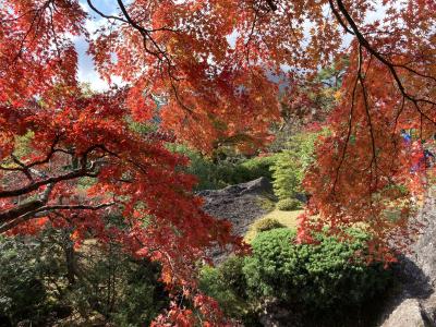 秋を満喫：箱根美術館の紅葉～強羅公園の薔薇～仙石原のススキ