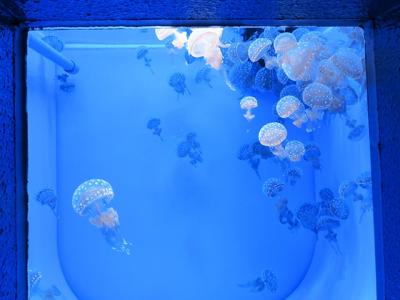 イルカジャンプで頭から水を浴びた【浅虫水族館　2020/08/26】