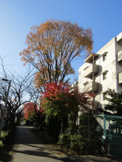 団地の紅葉－UR賃貸コンフォール上倉田