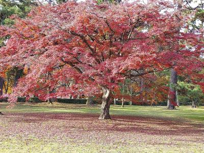 毎月京都！ラストは紅葉で締めましょか(^-^)とはいえ有名処は人多いやろから、京都御苑はどないやろ？
