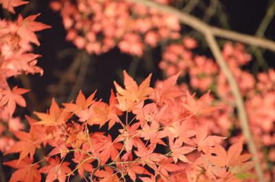 そうだ、京都へ紅葉の名所めぐりに行こう♪①