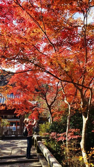 2022年紅葉巡り･亀岡鍬山神社(1回目)