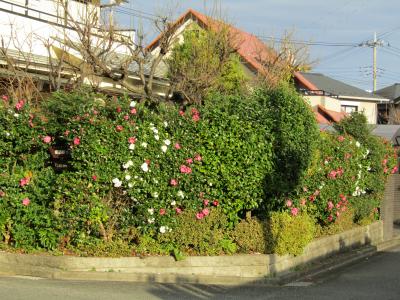 山茶花の生垣の家（秦野市今泉）