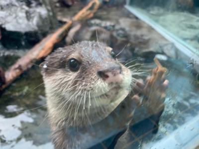 近鉄スーパーパスポート“まわりゃんせ“でまわる鳥羽・志摩・伊勢の旅 その1