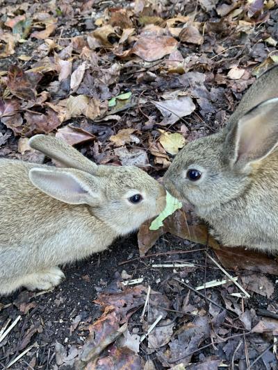 ピョンピョンうさぎ休暇村大久野島　サンロード吉備路　亀の井ホテル赤穂　全国旅行支援　大久野島クーポン　広島の酒クーポン！