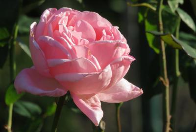 2022秋、東山動植物園のバラ(3/6)：ゴールデン・ボーダー、スカーレット・メイティランド
