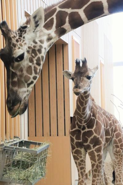 紅葉の晩秋の埼玉こども動物自然公園（後編）クオッカ４頭やカピバラ人参温泉～動くようになっていた子キリン～さよならコツメカワウソのビジュ他