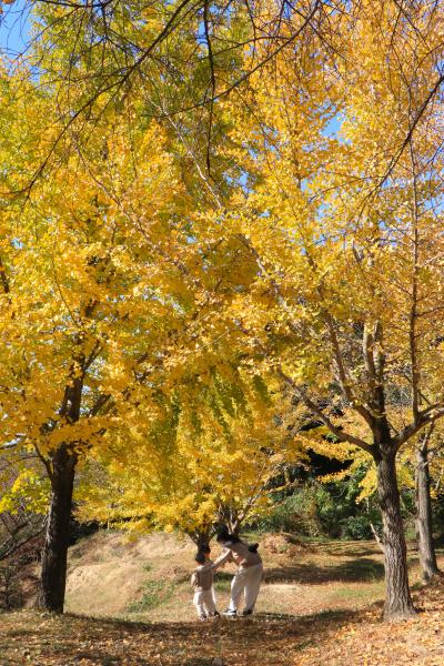知多の里山に咲く四季桜、イチョウ、コスモス＆お寺の風景♪