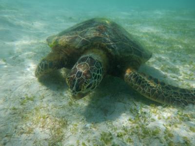 海旅　二度目の宮古島　①