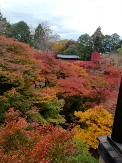 出張のついでに途中下車、京都で紅葉狩りと同窓会