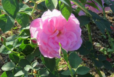 2022秋、東山動植物園のバラ(5/6)：チャンピオン・オブ・ザ・ワールド、カクテル、桜貝