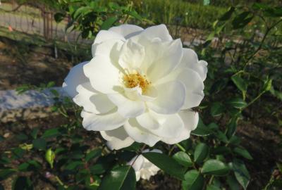 2022秋、東山動植物園のバラ(6/6):ハイネス雅、シャポー・ドゥ・ナポレオン