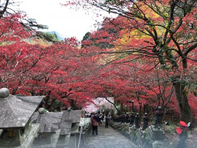 大山寺へ紅葉狩りのハイキング 