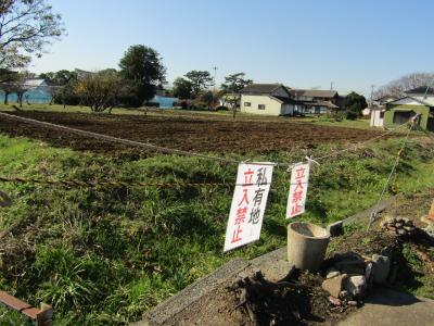 寒川神社前のヒマワリ畑は切り取られました