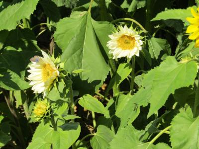 かにが沢公園の冬のヒマワリ畑－2022年冬