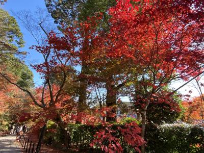 全国旅行支援、今度は京都府で（光明寺、長岡天満宮、鈴虫寺、地蔵院）そして和束荘に泊まる