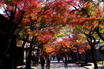 紅葉の谷汲山ぶらり秋の「ごちそう老舗グルメ」に夫婦で行ってきました