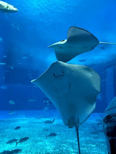 夫の単身赴任先の沖縄名護へ　3泊4日　3日目と台風を避けて帰宅　美ら海水族館へ行きましたー！