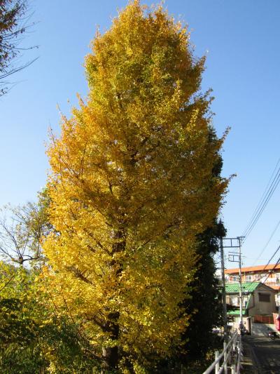 かにが沢公園の黄葉した銀杏の木（座間市緑ケ丘4）