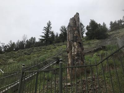  ワイオミング州 イエローストーン国立公園　ー　珪化木(木の化石)が立ち残るペトリファイドツリー　