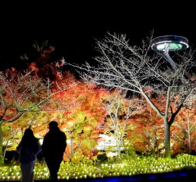 京都から「名古屋めし」と「なばなの里」へ日帰りバス旅