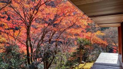 2022初冬全国旅行支援で激混み京都②高山寺、嵐山へ