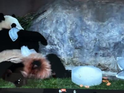 2022パンダ鑑賞記録☆遅くなったけど楓浜2歳の誕生日おめでとう!☆アドベンチャーワールド