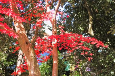 東京・紅葉の深大寺と神代植物公園（2022年12月7日）