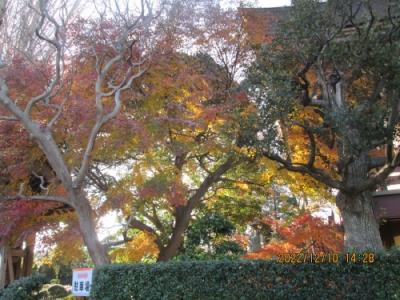 柏市の名戸ヶ谷・法林寺・大いちょう・紅葉