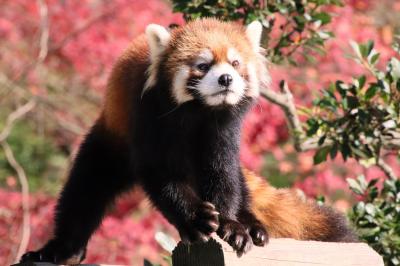 東山と西山レッサーパンダと動物の赤ちゃん遠征再び（６）西山動物園（前）大人レッサーパンダ特集～期待の新星かんたくんで紅葉パンダぎりぎり実現