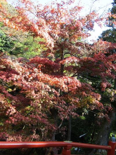 鶴岡八幡宮の紅葉ー2022年冬