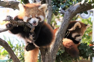 東山と西山レッサーパンダと動物の赤ちゃん遠征再び（７）西山動物園（後）展示時間が延びたレッサーパンダ親子～かのこママとカイトくんかえでちゃん