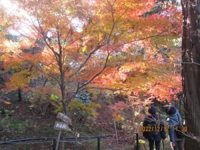 松戸市の平賀・本土寺・紅葉・2022年