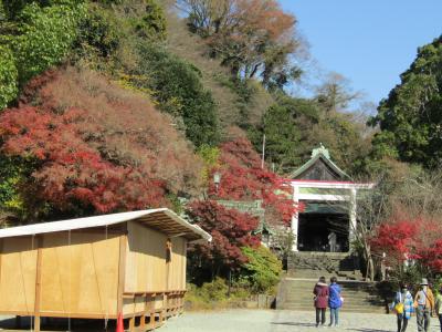 鎌倉宮の紅葉は落葉が進んでいますー2022年冬（鎌倉市二階堂）