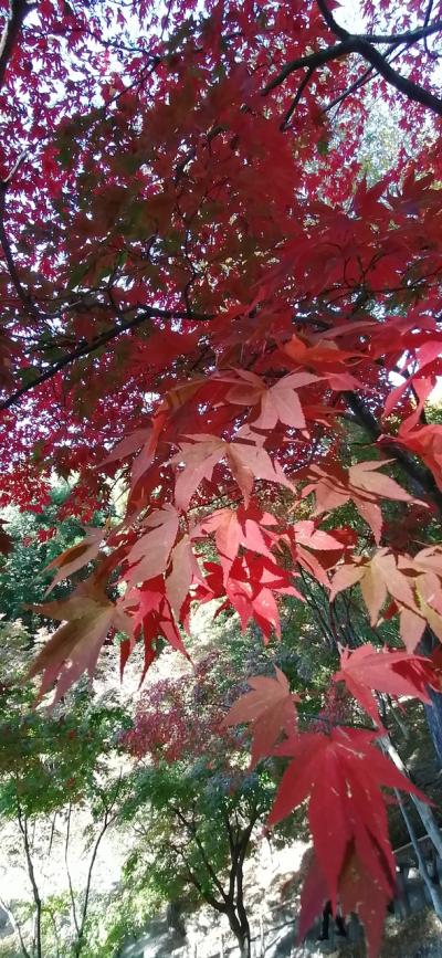 5日目 シンガポールから3年ぶりの秋休み Maple leafs turned red?