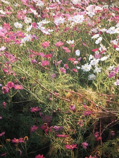 名古屋で美しいコスモスとフジの花を見る　そして大阪、神戸はレトロな建物