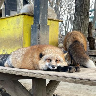 宮城割と白石割で鎌先温泉☆日本秘湯を守る会・最上屋旅館