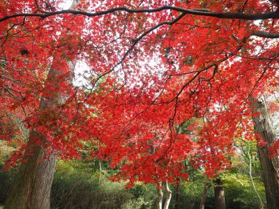 秋の箱根から湯河原へその3　のんびり紅葉を楽しむ「もみじの郷ハインキングコース」