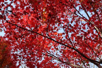 紅葉の興禅院・小林もみじ園・万葉植物苑☆2022/12/04