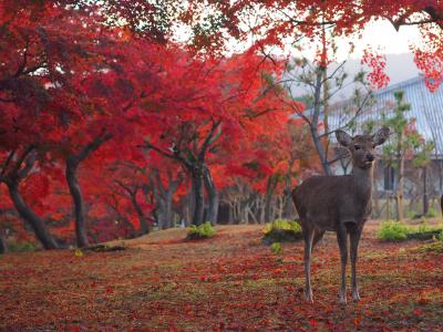 ★兵･京･阪･奈★ 近畿4県5泊6日の旅 ⑨ 奈良編-5. 早朝の奈良公園を歩く