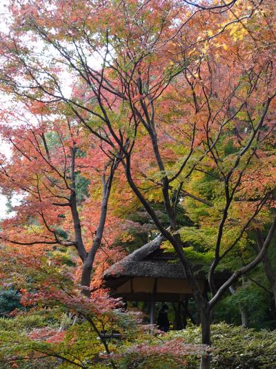 特別名勝　六義園の紅葉　2022