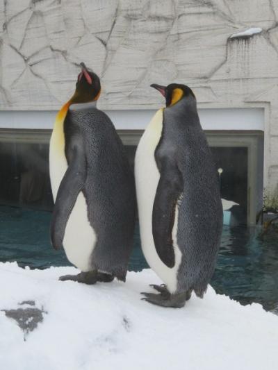 旭川・冬の旭山動物園（入園見物）と高砂酒造（見学・試飲・買物）に行きました