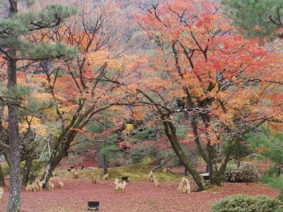 ステップトラベル日帰り京都の旅嵐山・宇治2022