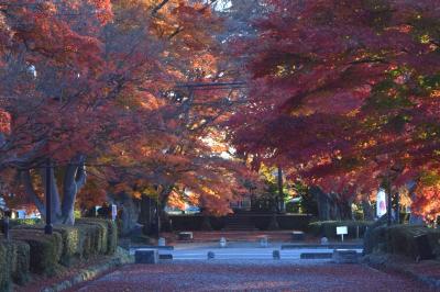 晩秋の栃木路で紅葉巡り