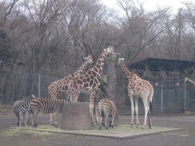 【静岡】 富士サファリパーク　～ナビゲーションカーを借りて動物たちに餌やり～ 【前編】