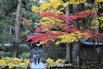 駒ヶ根高原の素晴らしい紅葉2022～南アルプスの眺望と光前寺～（長野）