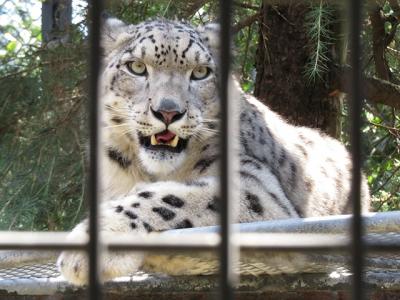 リヒト君とちびトラ4兄妹に会いに【大森山動物園　2020/08/28】